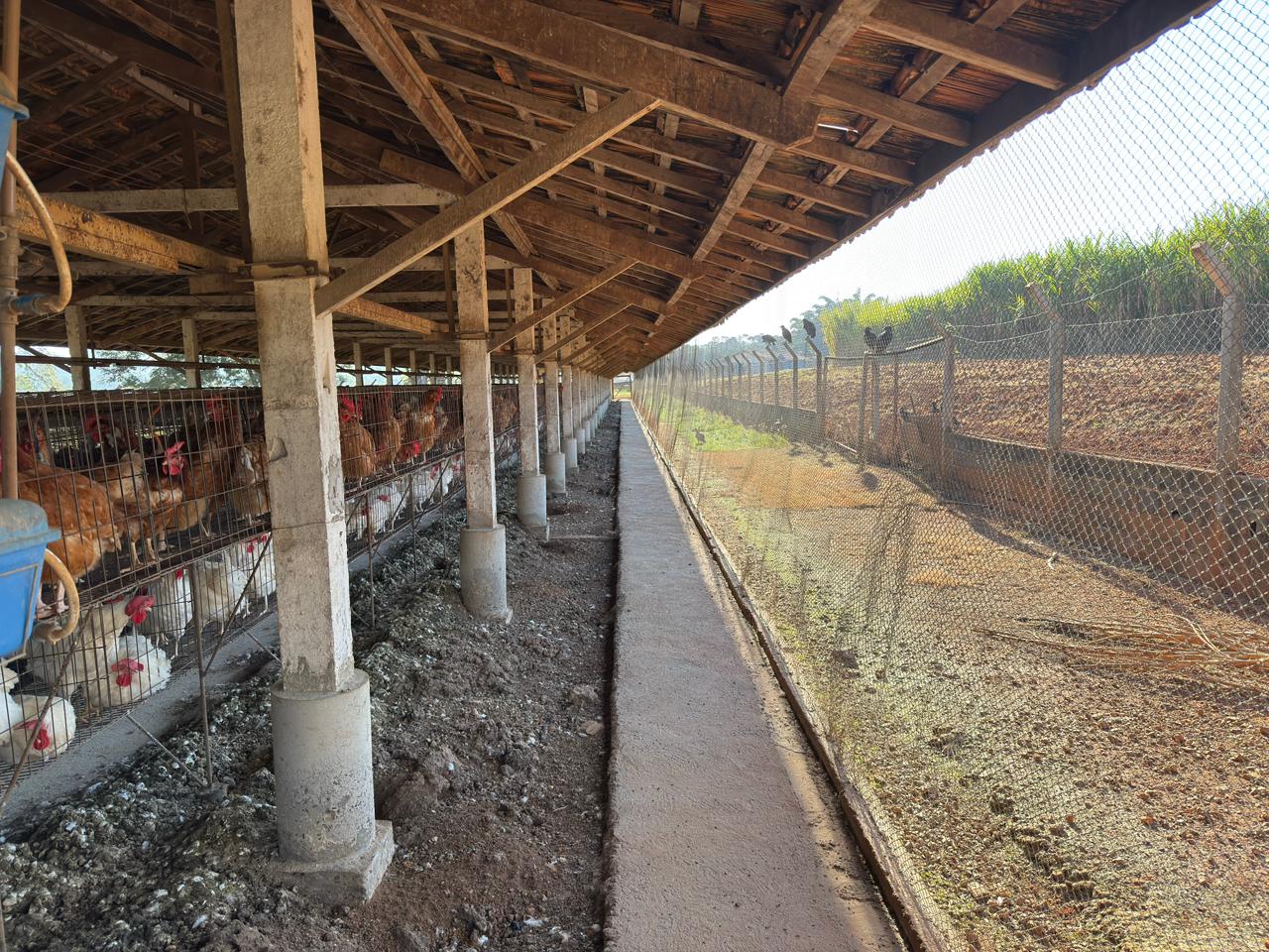 Telamento para evitar entrada de pássaros é uma das principais ações preventivas