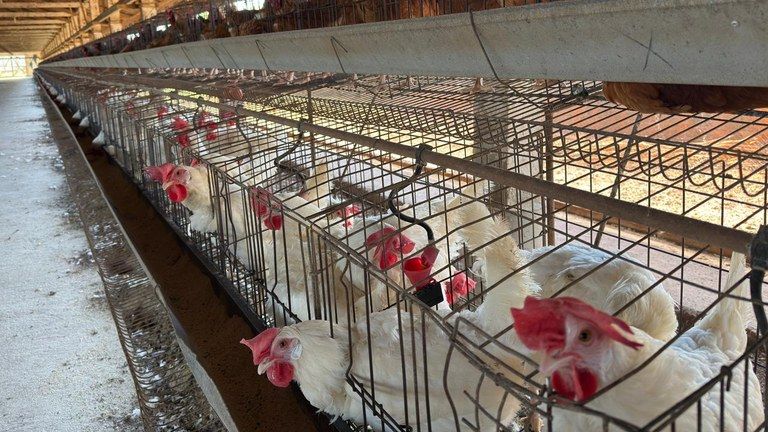 Jack Responde: Gripe Aviária