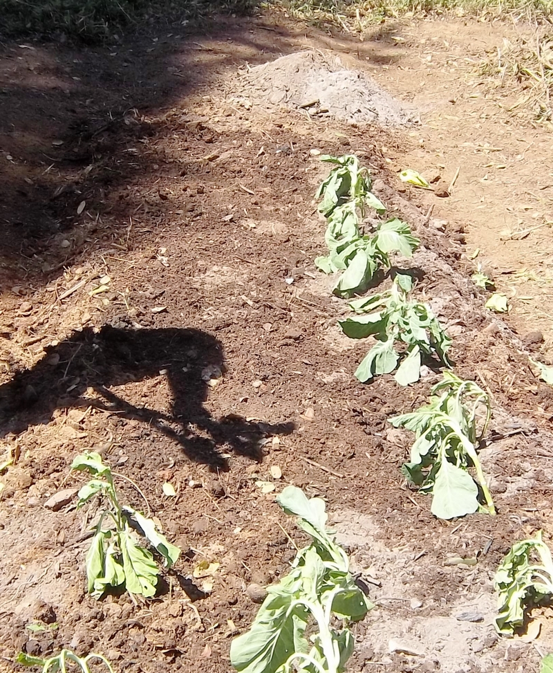 Projeto Horta: plantio das mudas